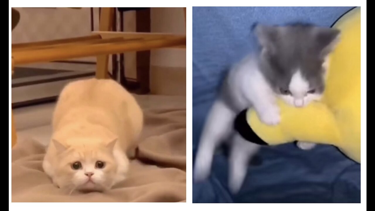 LOOK WHAT THEY DID 😹😹😹#Rumble #Youtube #Viral