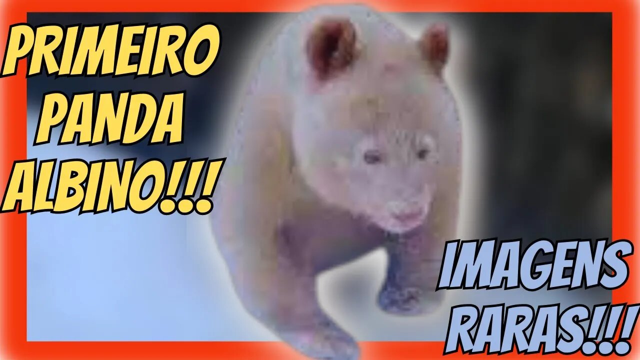 IMAGENS RARAS PRIMEIRO PANDA ALBINO / PANDA TOTALMENTE BRANCO