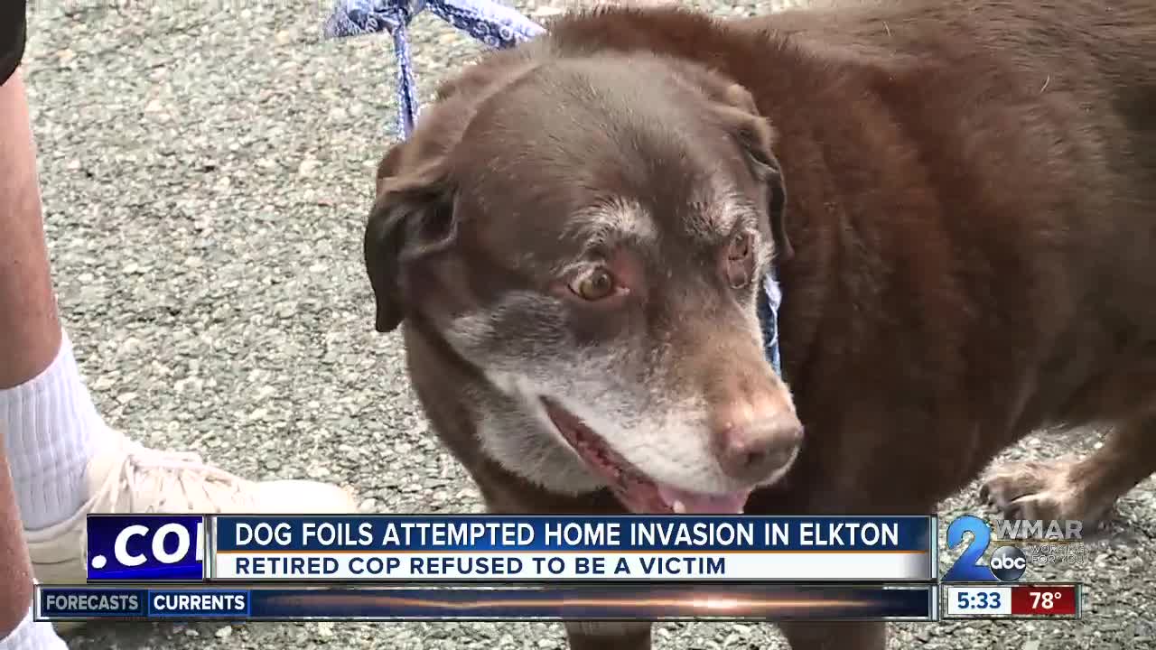 Dog foils attempted home invasion in Elkton