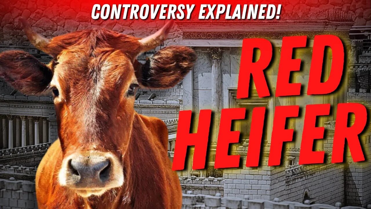 Red Heifer Controversy Explained