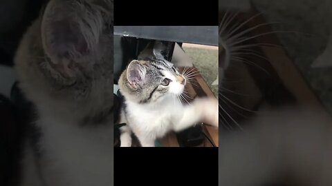 A Playful Cute Kitten, Funny cute pets lovers