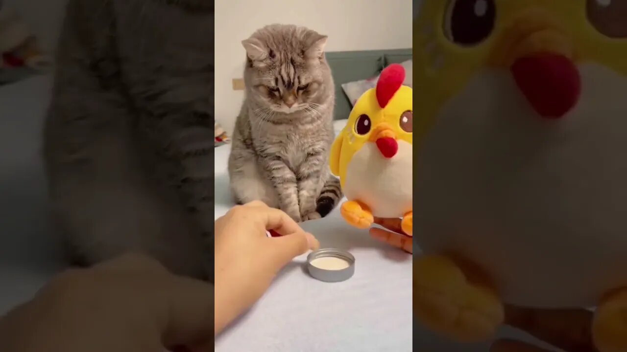 Celo Pets Animais Engraçados Funny Animals Channel 🐶🐱5