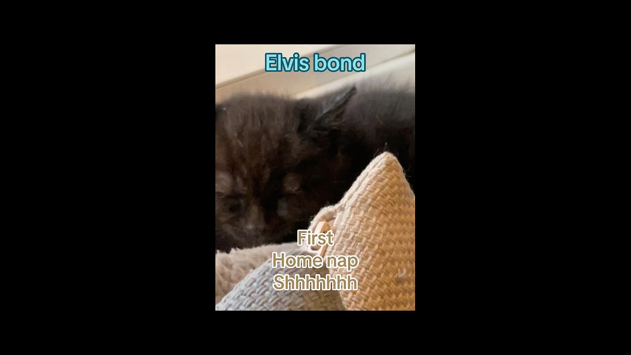 Elvis first nap (kitten)