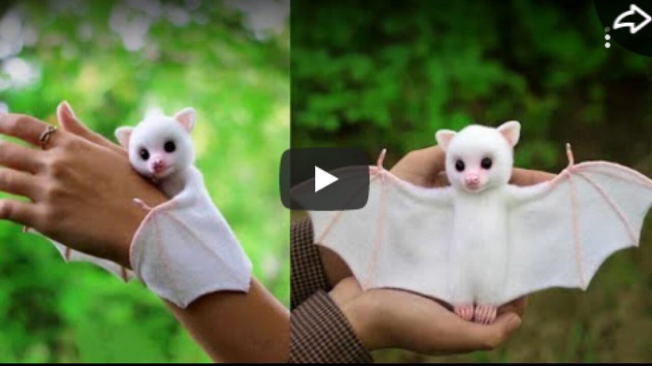 9 cute exotic animals you can keep as pets