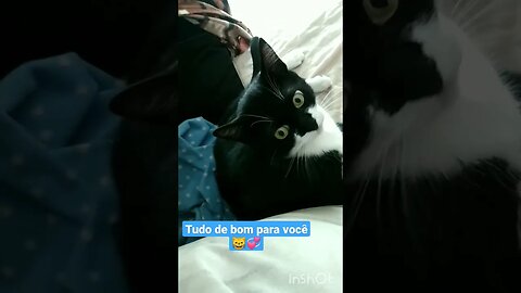 Gato Bartolomeu Tunico no sofá 😺