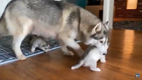 Husky carries baby puppies in her mouth!