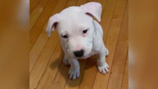 'It’s sick to think someone would do that': Family pleas for the return of their stolen puppy