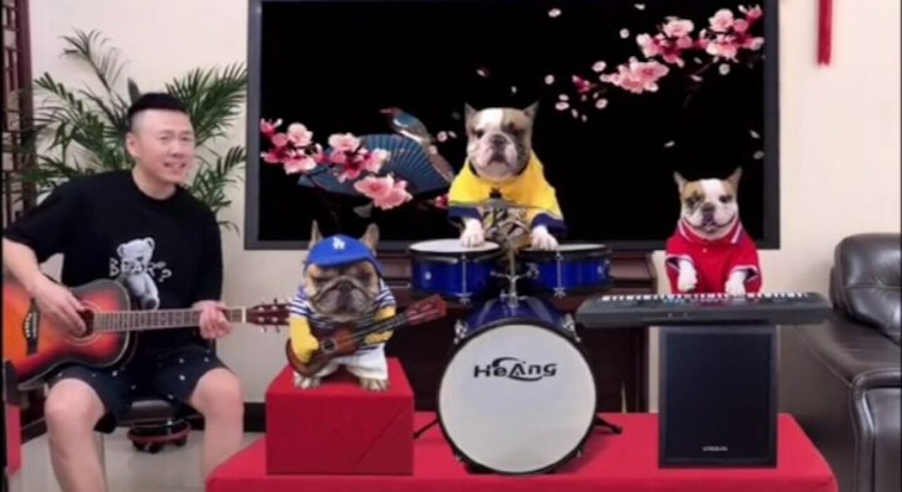 Bulldog band