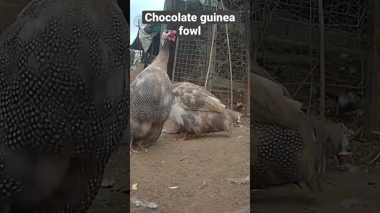 Farm surveillance. Chocolate guinea fowl and friends