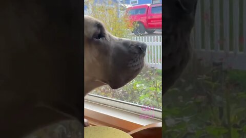 Gert sees a friend! #dogs #lovebug #kids #hunting #greatdane