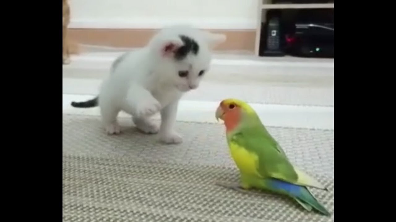 Kitten vs lovebirds funny cutie video 2021.