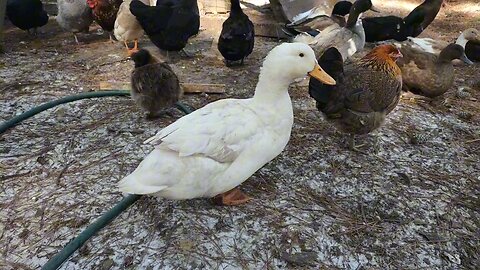 Chickens and ducks hanging tough through the 14 degree Texas chill