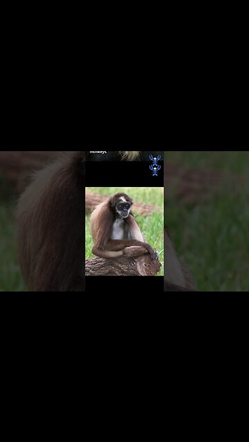 Monkeys are classified into two major groups #monkey #shorts