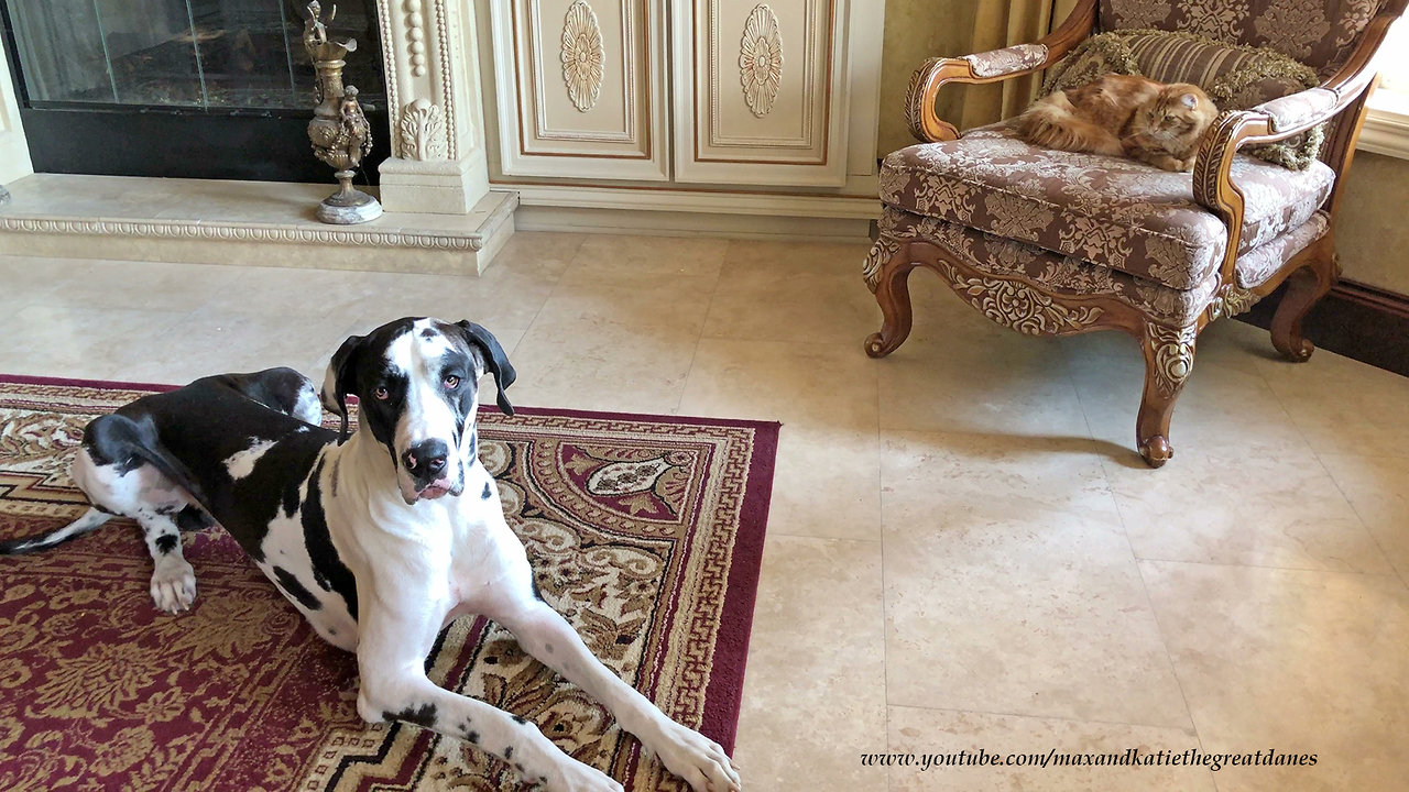 Amused Cat Watches Great Dane Confuse Sit and Lie Down