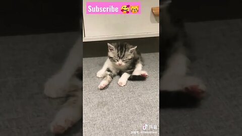 So Cute Cat Meow! He need sleep || 🥰😽 || #shortsfeed #youtubepets #catvideos