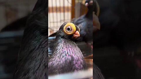 CRAZY bird eyes #zoobox #funny #animalmemes #nonsense #birds