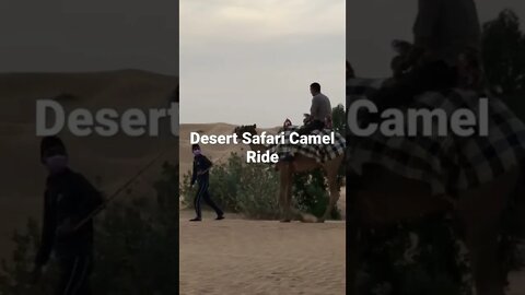 Dubai Desert Camel Safari