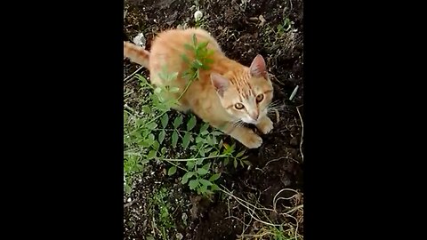 Hunter Cat