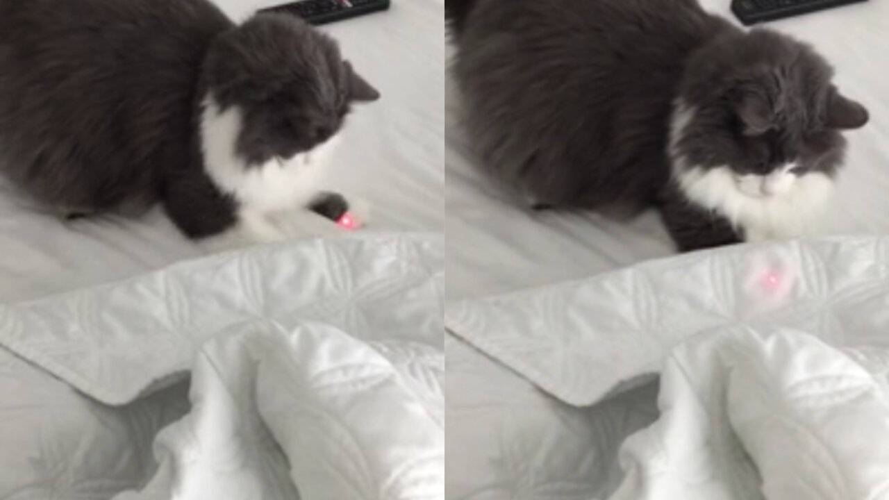 Cute cat chasing laser light on the bed