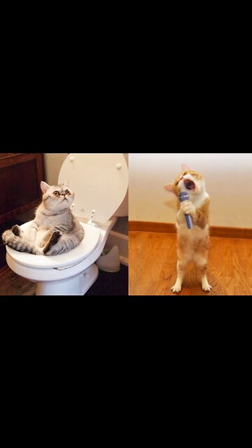 Trending cat laugh funny 😜