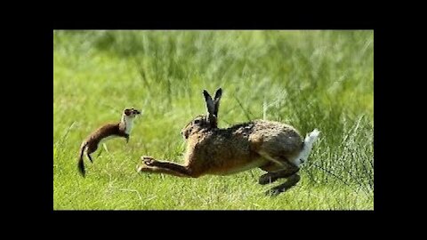 Stoat vs Conejo Real Lucha | Stoat ataca y mata a rabbit