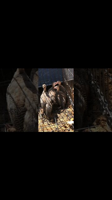 Guinea Fowl Keets can now peck ground Day 12 - 7 weeks old