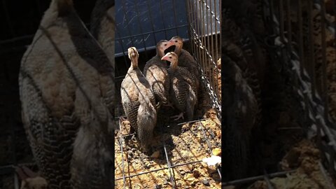 Guinea Fowl Keets can now peck ground Day 12 - 7 weeks old