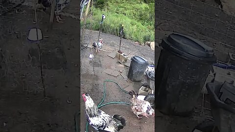 Farm cam. Chicken watch