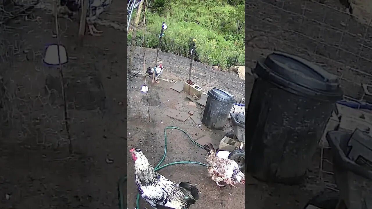 Farm cam. Chicken watch