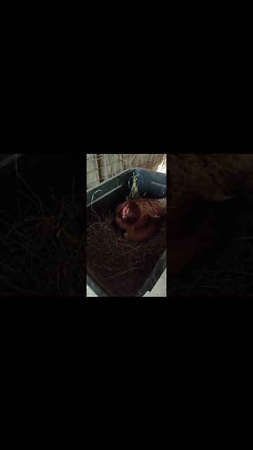 Forest has some chicks, didn't think they were due yet