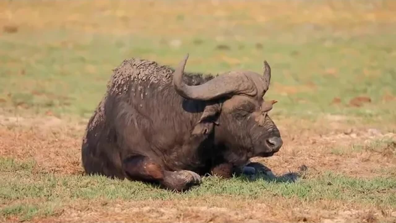 1 BOTSWANA TRAVEL DOCUMENTARY 4x4 Safari Road Trip feat