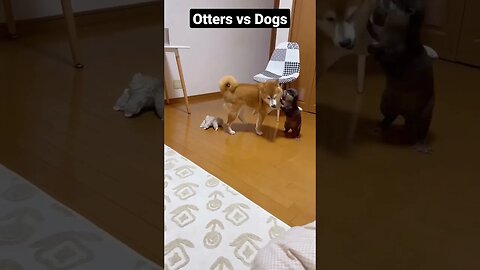 Otter Vs Dog #otter #animals #otterlucu #otters #berangberang #otter