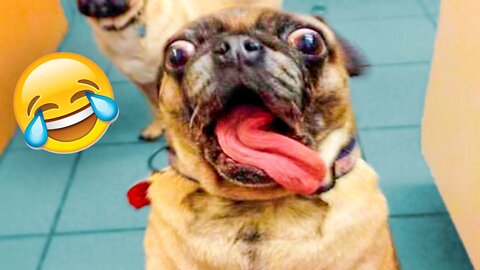 The most deadly funny 😂 pets video