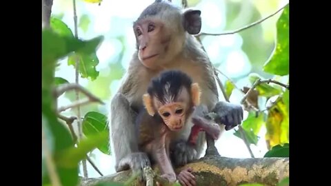 Shock Poor Baby Basil Cry Loudly Call Mama Butter Take Her