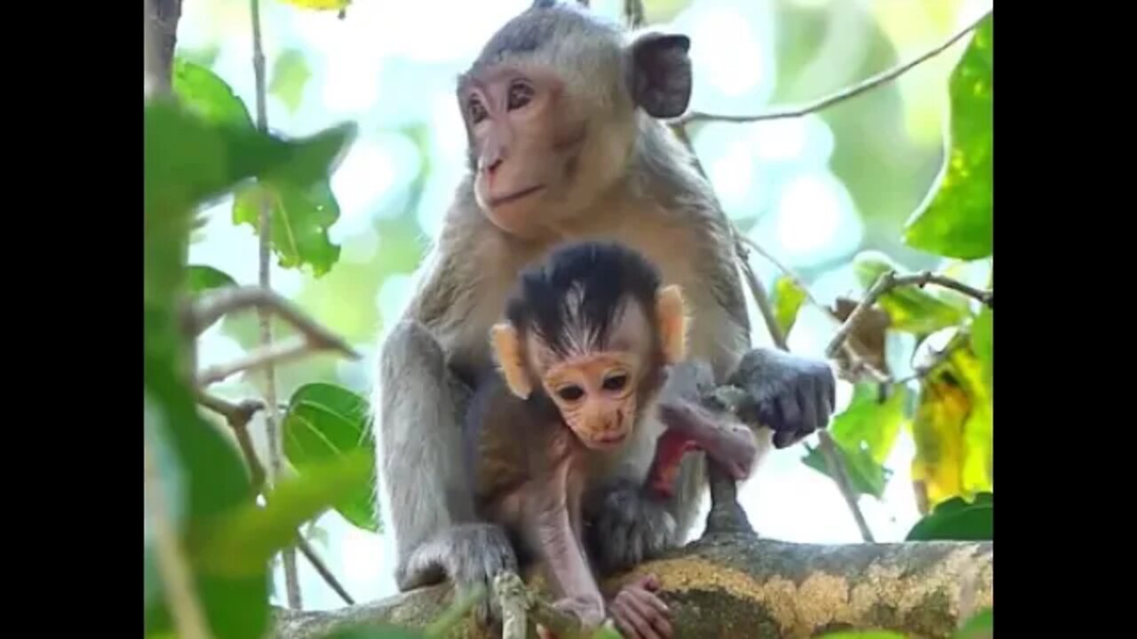 Shock Poor Baby Basil Cry Loudly Call Mama Butter Take Her