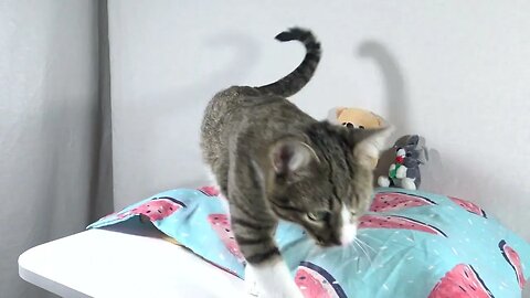 An Ambulance Scares the Little Cat