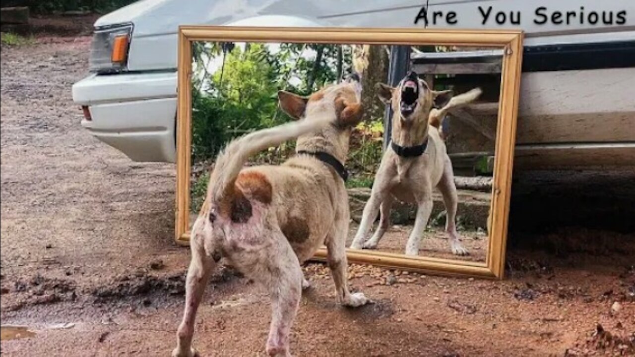 Try not Laugh Mirror Prank on Dog | Funny Prank video 2021