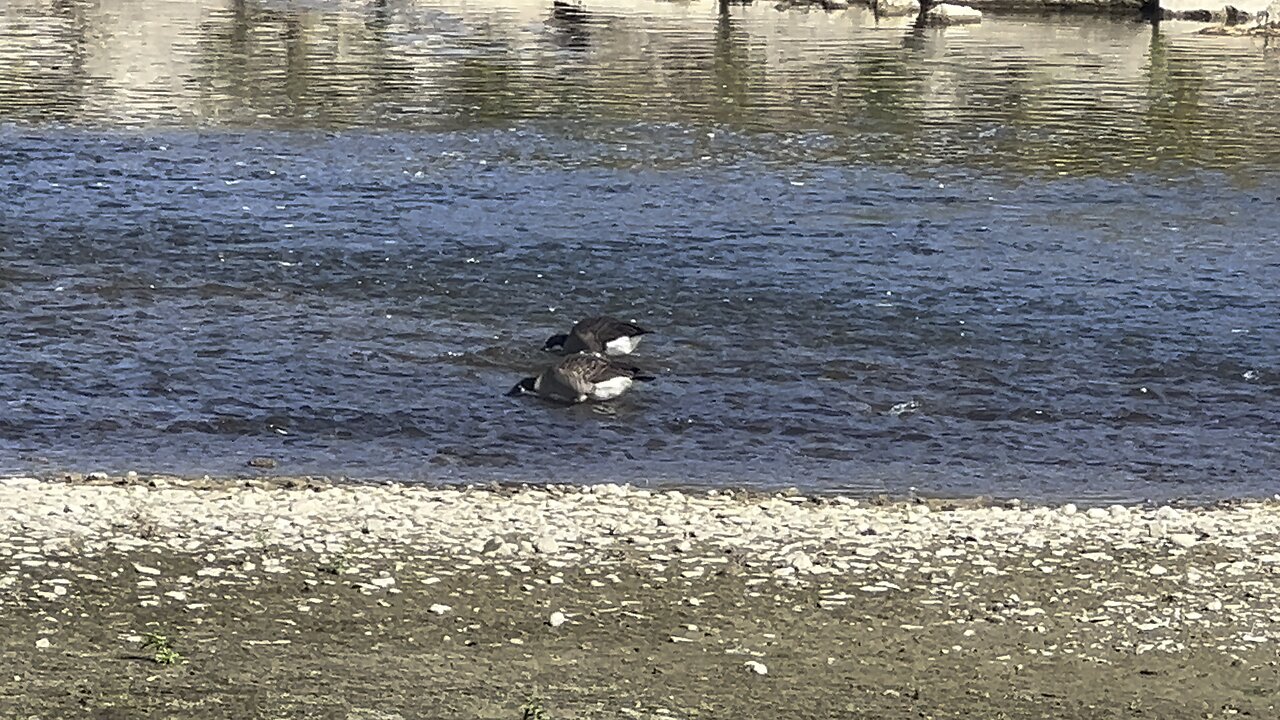 Humber River residents