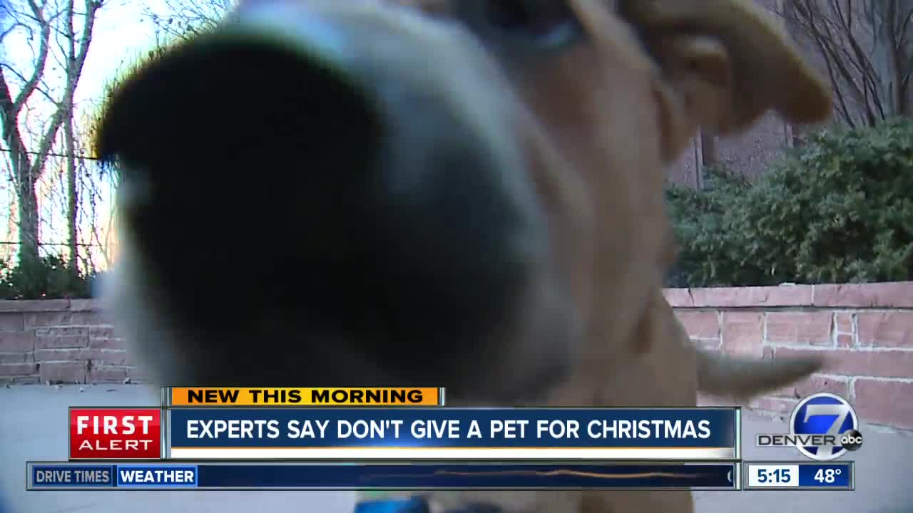 Experts say don't give a pet for Christmas