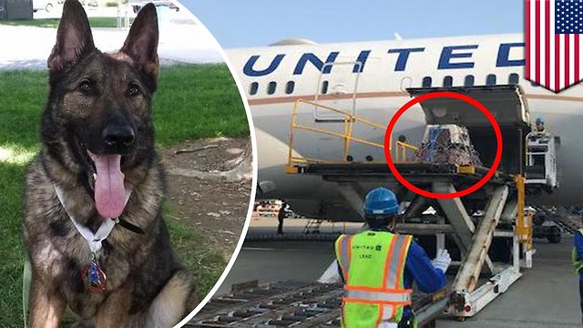 Family Outraged After United Airlines Mistakenly Sends Their Dog to Japan