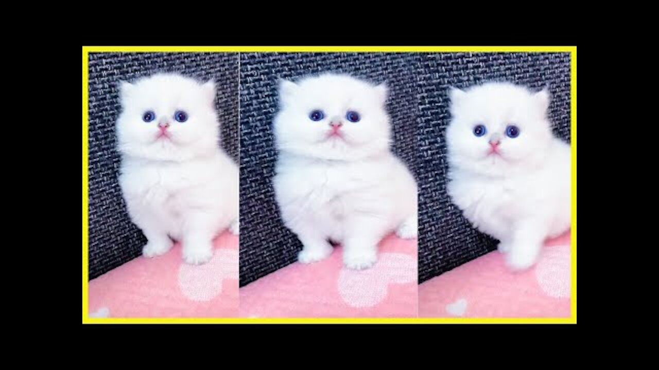 OMG So Cute Cats ♥ Best Funny Cat Videos (2021)