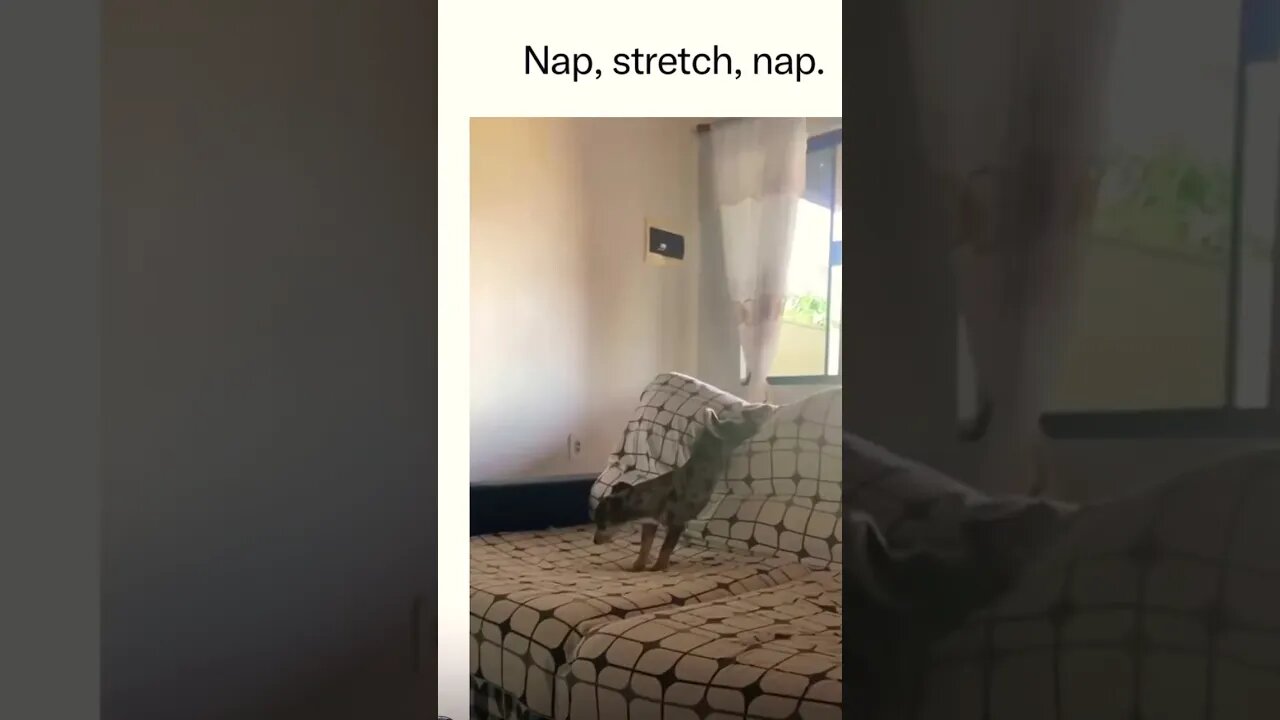 Mood 😂😂 (nap,stretch,nap) please get this viral #shorts #viral #subscribe #funny #funnyanimals