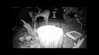 They're Baaaaaack! A Pair of Deer Visit the Feeder