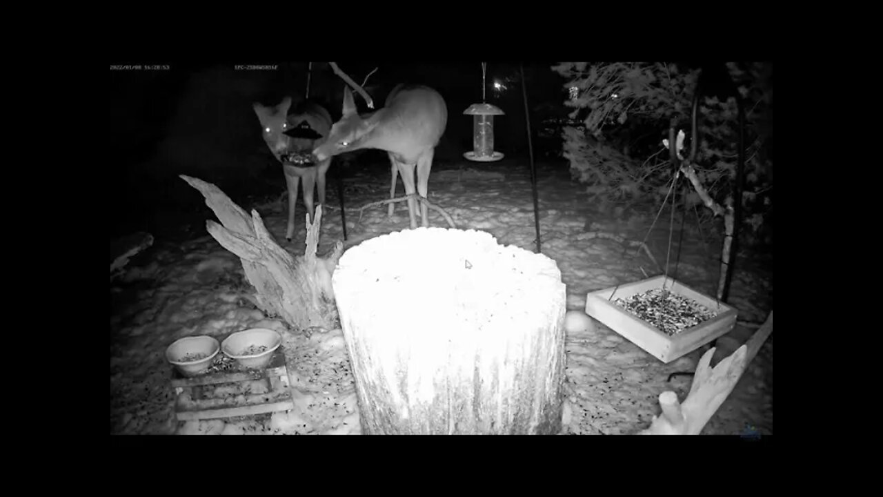 They're Baaaaaack! A Pair of Deer Visit the Feeder