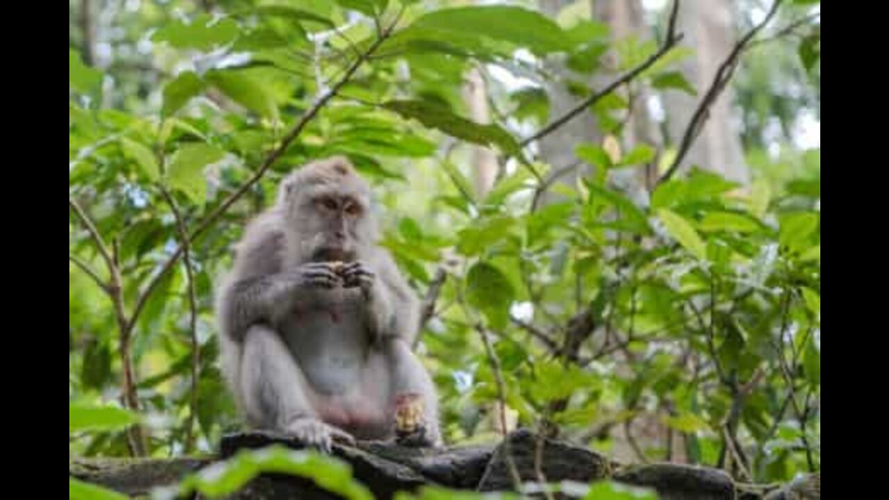 Turistas são "atacadas" na Floresta Sagrada dos Macacos