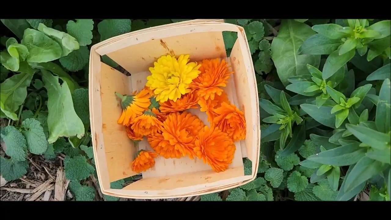 Calendula Oil from Flowers