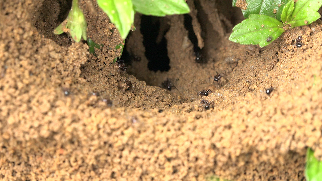 he colony of the ants- nature movie - slow motion high quality stock video footage of working ants