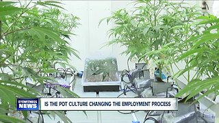 Employers not screening for marijuana in drug tests as often