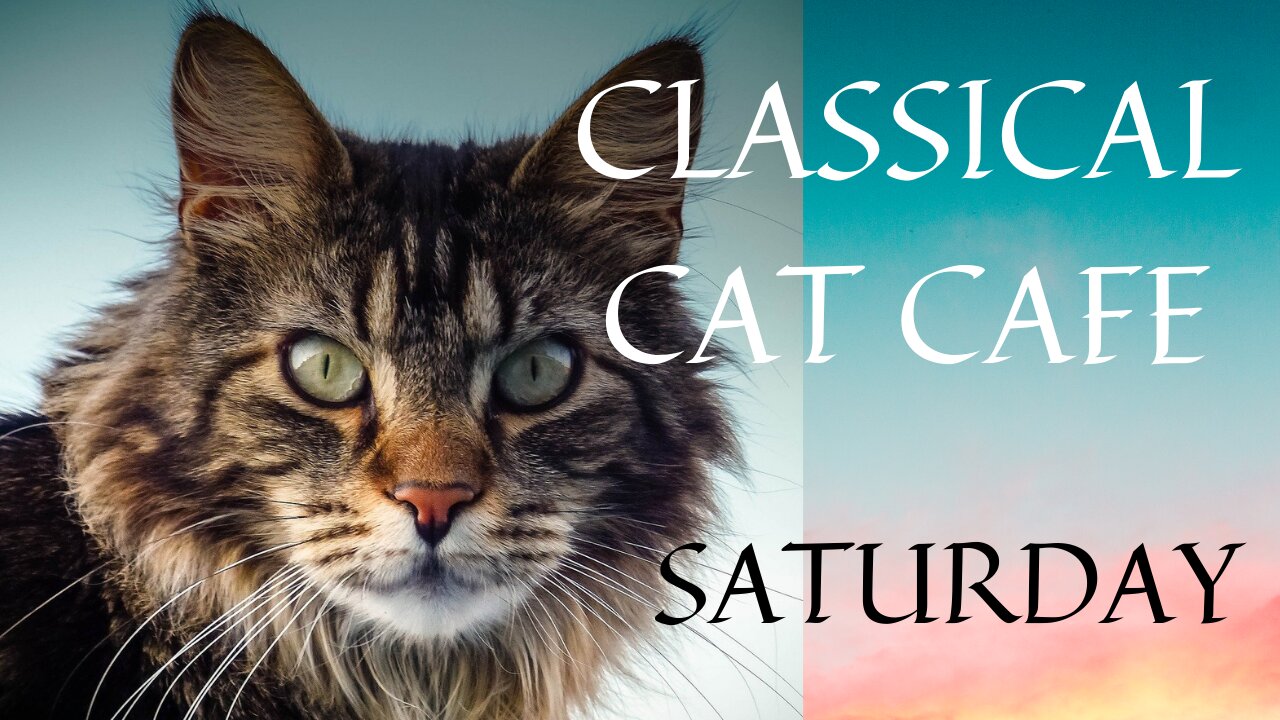 Enjoy an hour of classical music at CLASSICAL CAT CAFE SATURDAY