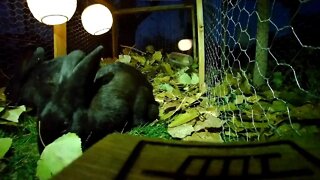 Rabbit City, After Dark